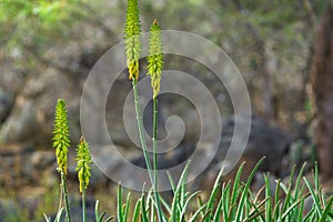 Aloe vera flowers