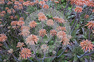 Aloe vera flowers