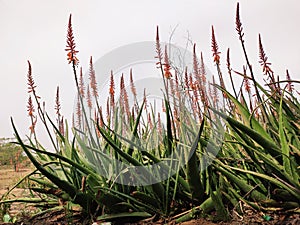 Blossoming flowers of aloe vera plant