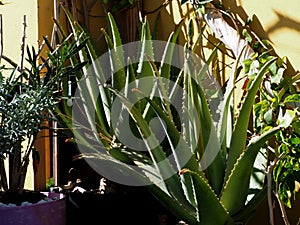 aloe vera flowers photo