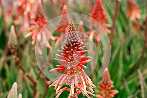 Aloe Vera Flowers