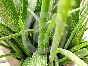 Aloe vera ,fresh green aloe vera, Aloe Vera - Live Potted House Plant