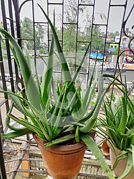 Aloe vera ,fresh green aloe vera, Aloe Vera - Live Potted House Plant