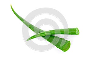 Aloe vera fresh leaf