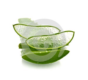 Aloe vera fresh leaf