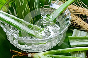 Aloe vera gel in bowl with on wooden table