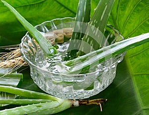 Aloe vera gel in bowl with on wooden table