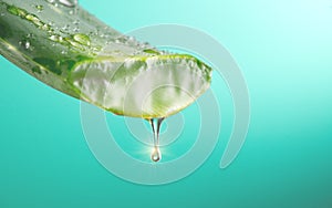 Aloe Vera gel dripping from Aloe green leaf closeup. Skincare concept. Drop of Aloevera fresh juice macro shot