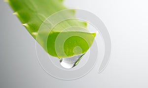 Aloe Vera gel dripping from Aloe green leaf closeup. Skincare concept. Drop of Aloevera fresh juice macro shot