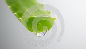 Aloe Vera Gel dripping from Aloe plant green leaf close-up. Skin care, healthcare concept. Drop of Aloevera fresh juice