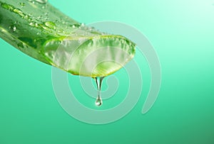 Aloe Vera Gel dripping from Aloe plant green leaf close-up. Skin care, healthcare concept. Drop of Aloevera fresh juice