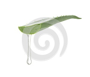 Aloe vera gel dripping from aloe vera isolated on white background