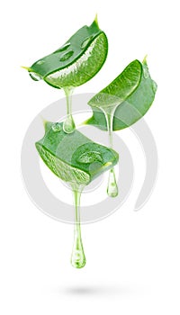 Aloe vera gel dripping from sliced leaves isolated on white background with clipping path.