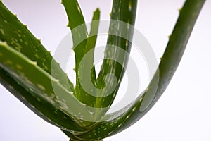 Aloe vera Gel that has both substances to cure scars And used to produce health drinks Or cosmetics that are good for the skin