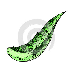 aloe vera green sketch hand drawn vector