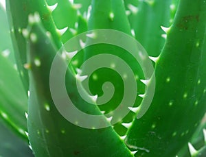 Aloe vera green succulent Plant