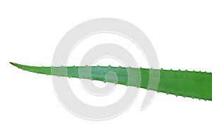 Aloe vera greenleaves isolated clipping path