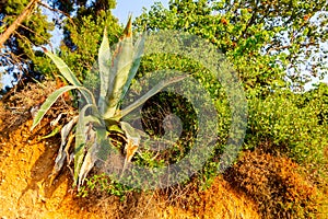 Aloe Vera is growing on edge rugged cliff