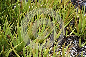 Aloe vera growing wild in florida