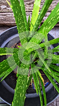 aloe vera grows abundantly and has green branching leaves?