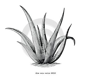 Aloe vera hand draw vintage botanical clip art isolated on white