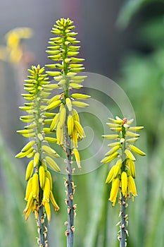 Aloe vera has been widely grown as an ornamental plant