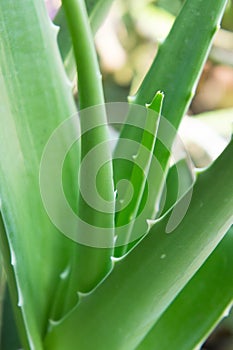 The aloe vera herb appearance The monocots And a single leaf Sta