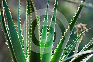 Aloe vera herb plant