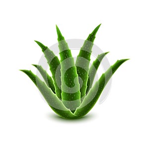 Aloe vera icon, realistic style