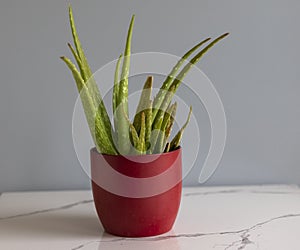 Aloe vera ina red ceramic pot with copy space