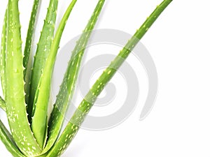 Aloe vera isolated on white