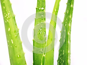 Aloe vera isolated on white