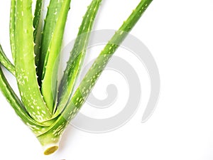 Aloe vera isolated on white