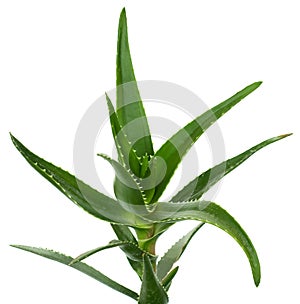 Aloe vera isolated on white