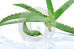 Aloe vera isolated on a white