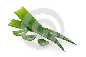 Aloe vera isolated white background