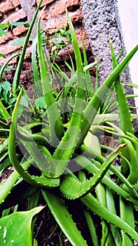 Aloe vera with its exoticism and radiates its color photo