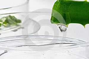 Aloe vera juice close-up dripping from a cut leaf. Obtaining an extract from a medicinal plant aloe in the laboratory