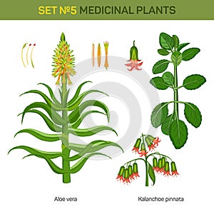 Aloe vera and kalanchoe pinnata medical plants. photo