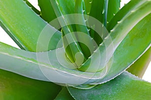 Aloe Vera leaf close-up on white