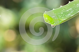 Aloe vera leaf with drop on natural background.