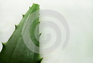 Aloe Vera leaf slice