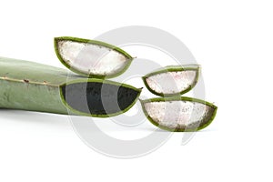 Aloe Vera leaf slices isolated on white background