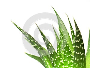 Aloe vera leaves, detailed