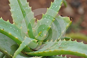 Aloe Vera leaves tropical green plants tolerate hot weather closeup photo