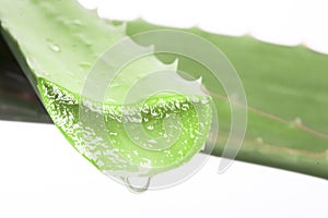 Aloe Vera leaves with water drops
