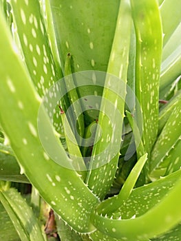 aloe vera (lidah buaya)