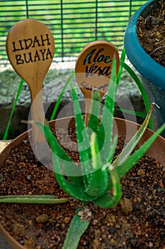 Aloe vera or `lidah buaya` is tropical green plants tolerate hot weather. Aloe vera is a very useful herbal medicine for skin care photo