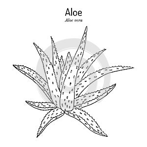 Aloe vera, medicinal and house plant