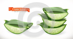 Aloe vera. Medicinal plant vector icon